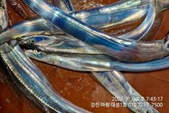 7일 출항 8일 입항. 마량대성1호 갈치조황 사진