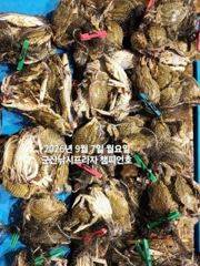군산 살이 꽉찬 가을 "꽃게"가 다시 왔어요~낚아낸 꽃게 반,떨… 사진