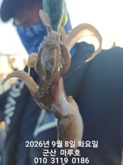 9월 8일 군산 마루호 쭈꾸미 실시간 조항~☆ 사진