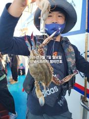 군산 살이 꽉찬 가을 "꽃게"가 다시 왔어요~낚아낸 꽃게 반,떨어진 꽃게 반~~ㅎㅎ~늦은 오후반 4시간조황~군산낚시프라자 챔피언호 사진