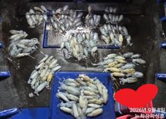 155수~ 이 날씨에도 대박 마릿수!!! 오후6시 출동!!! 사진