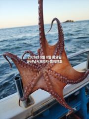 7일, 부쩍커졌다~ 군산 문어들~주간에 낚이는 문어들~제대로 나… 사진