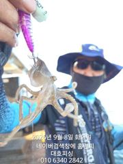 대호피싱호 쭈꾸미낚시 손자와할아버지팀 좌현 혼자팀 우현할아버지팀 과연 승자는. .. 사진