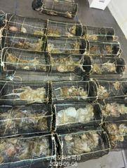 [진해] 야간문어!오늘도 끈적한 손맛보러 달립니다~오늘예약가능 사진