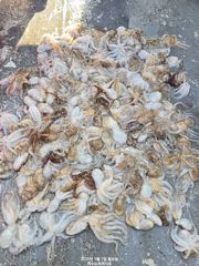 대박 !!느나~쭈꾸미!!내일9일(수)자리여유있습니다 사진