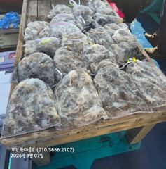 [격포] 9월7일 부안 한아름호 쭈꾸미 사진