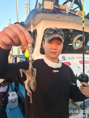 ●실시간 대박 쭈꾸미●내일은 더 대박날 듯●9월 8일 쭈꾸미 실시간 조황●군산 인해호● 사진