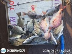 [통영] 통영현대레저)무뉘 무시급외다수.돌문어.감성돔조황 사진