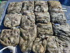 9월 8일 군산 강남호 쭈꾸미 망탱이 조황 (9일 수요일 쭈구미 에약가능합니다) 사진