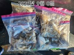 26년09월 08일 인천 은아3호 오전오후 시간배 체험낚시 조항입니다^^~ 사진