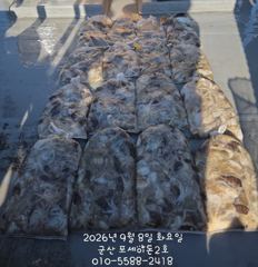 8일 쭈꾸미망탱이 조황~ 사진