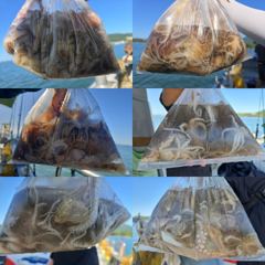 8일)쭈꾸미 마리수 좋습니다. 시즌초반 꾸준한 조황 손맛,입맛 즐겨보실분 따르릉%~ 사진