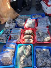 9월8일 마검포 태백8호 주꾸미 조황 사진