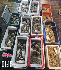 군산 뉴세븐호 9월 8일 야간 꽃게 조황 | 모레 야간부터 꽃게 출조 사진