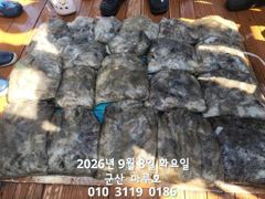 출조안내 - 진해뉴월드피싱 ~ 월드2호 무늬오징어 130수,돌문어.갑돌이는 덤~~ 낼 목요일부터 예약가능합니다 사진