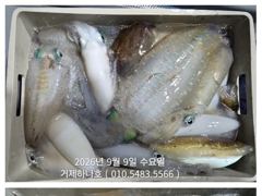 45분전 [여수,광양] <여수뉴피닉스호> 9월 9일 갈치조황입니다. 기상이좋아지는 11일(금)부터 자리있습니다. 010 7178 3800 사진