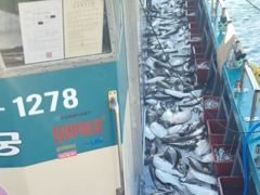 오늘의조황 - 9월8일 뉴용궁호 왕대박 조황입니다!! - 신진도 뉴용궁호 사진