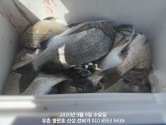 유촌 형만레저 선외기 감성돔 흘림 조황입니다.내일여유 사진
