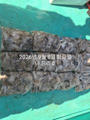 9일, 주간문어 오늘도 나와요~~부쩍 커진 문어 굿~내일도 출조합니다~군산 챔피언호 사진