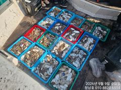오늘의조황 - 청남호 9월9일 갑오징어 조황입니다 - 청남호,뉴청남호,안면도,영목항 ,선상낚시,청남낚시마트, 사진