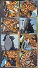 [사천] 토,일 붉바리 외수질 자리 여유 사진