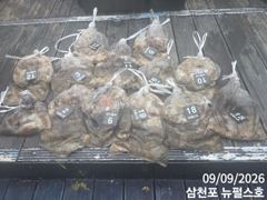 삼천포 뉴펄스호 쭈꾸미 연일 호황 사진