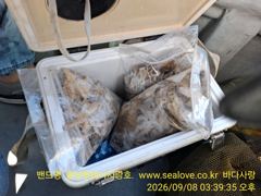 오늘의조황 - 주꾸미 갑오징어 조황 입니다, - 홍원항 바다사랑호 사진
