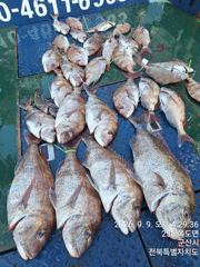 야미도후크스타호 9/9(수) 참돔 조황 사진