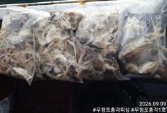 쭈꾸미 조황 제대로 살아납니다! 물때 좋은 다음주 자리 여유있습니다! 함께하시죠!! 사진