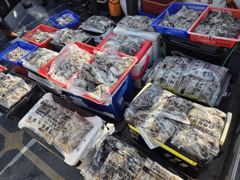 [주꾸미·갑오징어조황] 9월9일 안면도 천일호 쭈꾸미 조황 사진