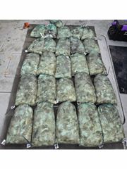 [먹물조황] 9월9일 주꾸미 조황(굿~!!) 사진