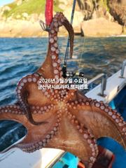 (西)서해조황 - 9일, 주간문어 어제 대박에 이어 오늘도 나와요~~부쩍 커진 문어 굿굿~내일도 출조합니다~군산 챔피언호 사진