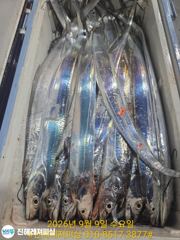 내만칼치ㅡ 초대박ㅡ미친듯이 계속올라옵니다(오늘예약가능 사진