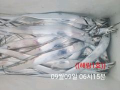 찌낚시조황 - ((해림1호))내만권 감성돔.갈치.전어~ 사진