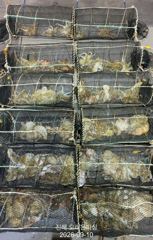 야간문어!덩치급 문어가 8연타,5연타등 엄청난 피딩~오늘예약가능 사진
