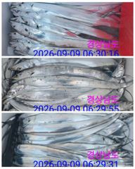 45분전 [사천] (삼천포)주꾸미 100수 갑오징어 K급 문어까지~로마피싱(11일예약) 사진