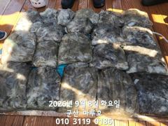 출조안내 - 준내만갈치)내일부터 대치 잡으러 갑니다(내일 금요일/일요일 예약가능합니다) 사진