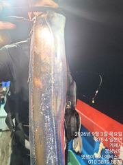 은빛 돼지 갈치 용가리 잡으로 월 화 예약 가능 합니다 사진