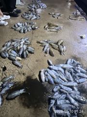 내만무늬팁런~!! 연일 막 퍼담습니다~!! 200수 오바힛트~!! ((장원 39수)) 오늘 예약가능 사진
