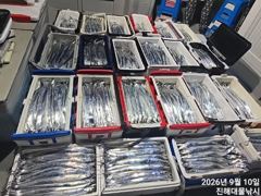 [진해] 우~~와,10일새벽,씨알큰칼치어마어마하게 미친피딩역대급 초초대박… 사진