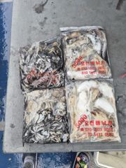 오늘의 조황 - 쭈꾸미 조황입니다 - 오천항 오천배낚시 사진