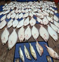 쭈.갑 먹물조황+ - <뉴오리온호> 생미끼"경기낚시"마무리 굿~조황(10일)-내일 생미끼 경기낚시 자리있습니다. 사진