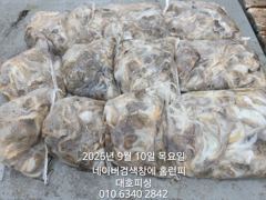 군산 대호피싱 쭈꾸미 대박 11분 모시고 사리 물때도 상관없이 잘 나와요 사진