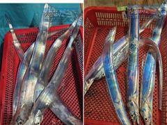 갈치한치조황++ - [최남단 나로도 출항]『꽁치썰어제공』대갈치 평균3지!!, 일욜부터 자리여유 [초대형신조선! 최단거리! 김선장 010.4848.0776] 사진