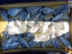 고성내만 가을 감시 흘림 37외 90여수 토,일 자리여유 사진
