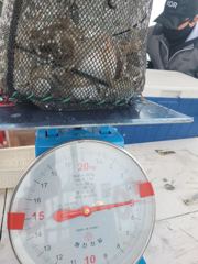 오늘의조황 - 9월10일 오늘도 역시 망탱이 - 서천.마량항.홍원항 부킹낚시,배낚시.선상낚시.비키라호 사진