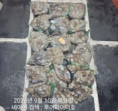 오늘의조황 - 9/10 목 [5물] 쭈꾸미/갑오징어 조항 입니다. - 루어파이터호 사진