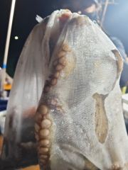 ●문어●군산 인해호● 사진