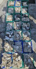 9월10일 쭈꾸미 갑오징어 쌍걸이로 조황요~ (14일 월요일 여유자리 있네여~) 사진