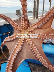 10일, 주간문어 가을시즌 싸이즈 좋아요~날시만 좋으면 마릿수조황 기대~14분출조~부쩍 커진 문어 굿~실시간~내일도 출조합니다~군산 챔피언호 사진